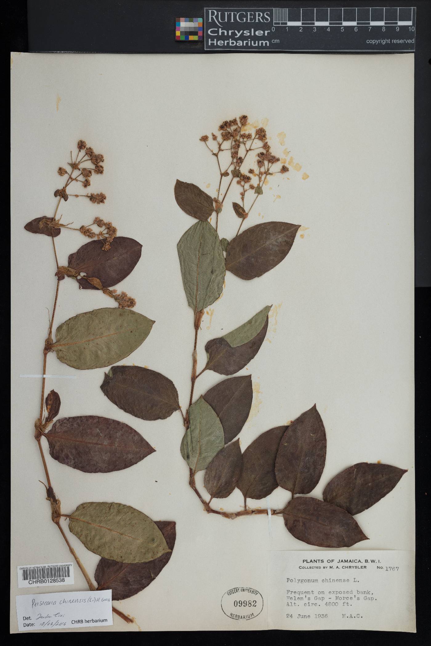 Persicaria chinensis image