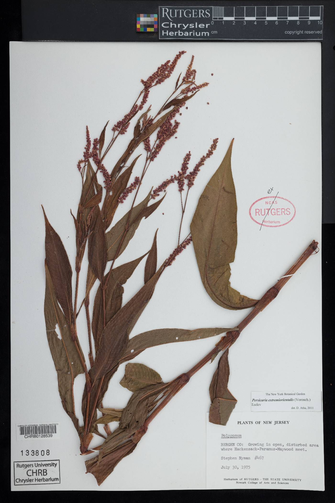 Persicaria extremiorientalis image