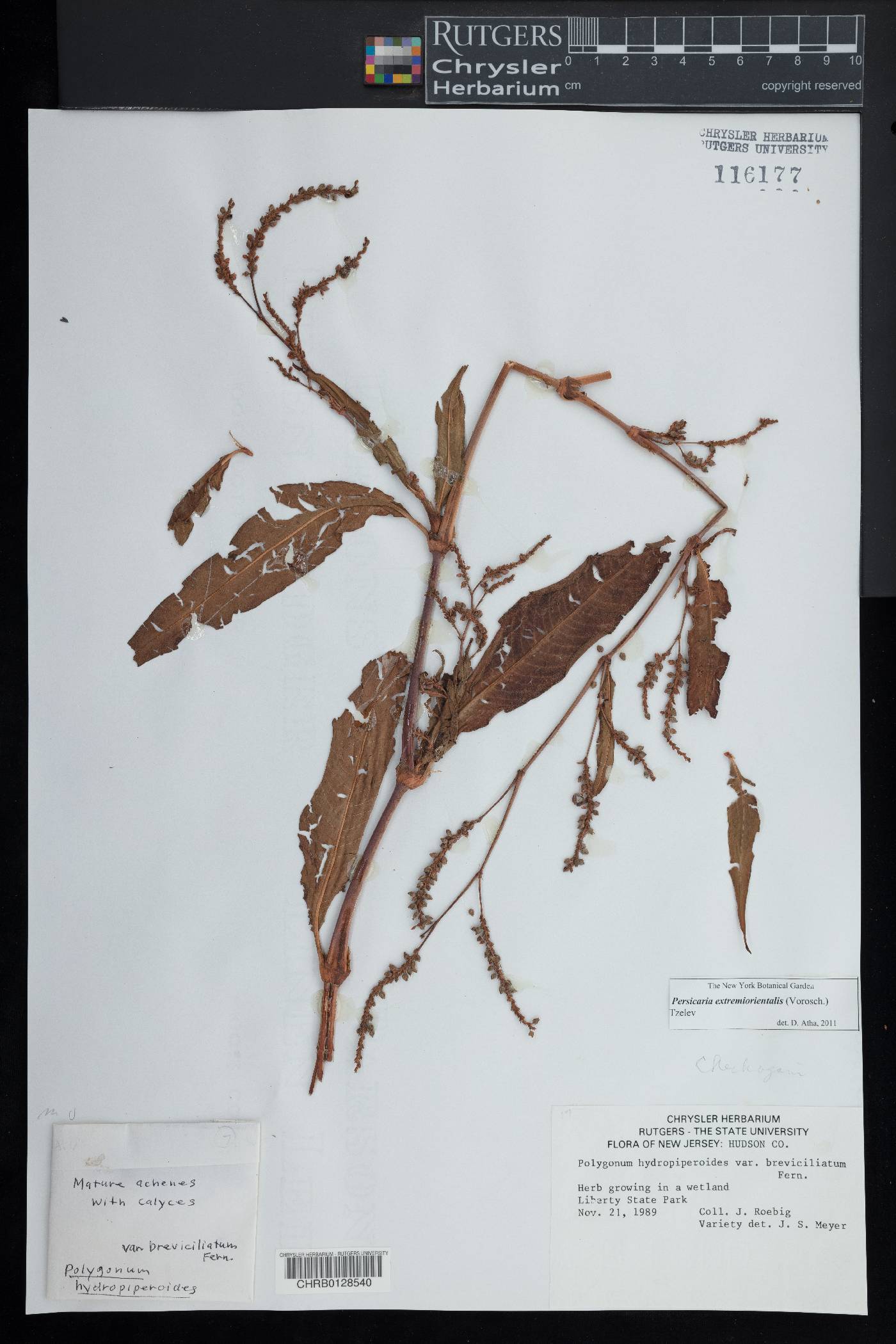 Persicaria extremiorientalis image