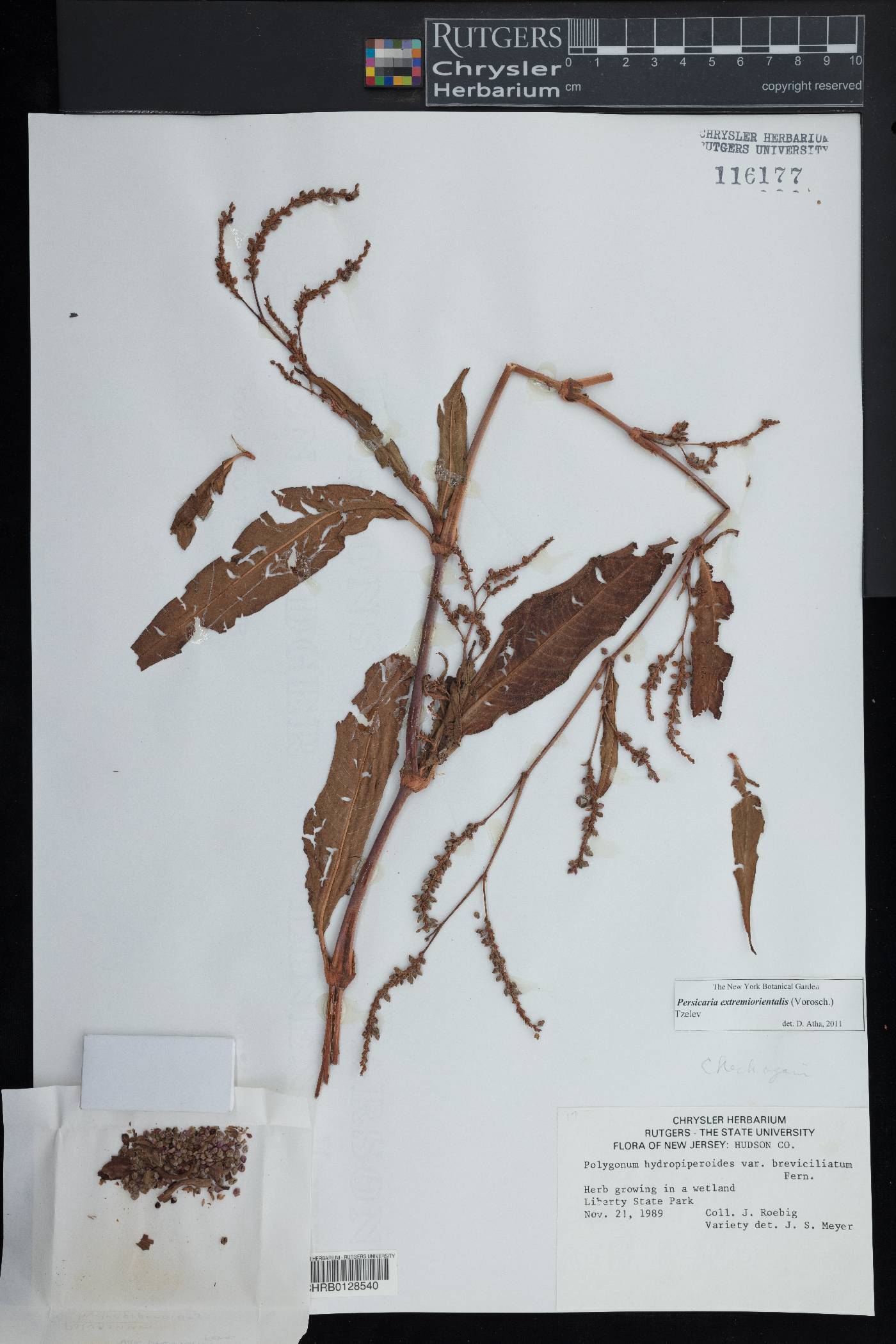 Persicaria extremiorientalis image