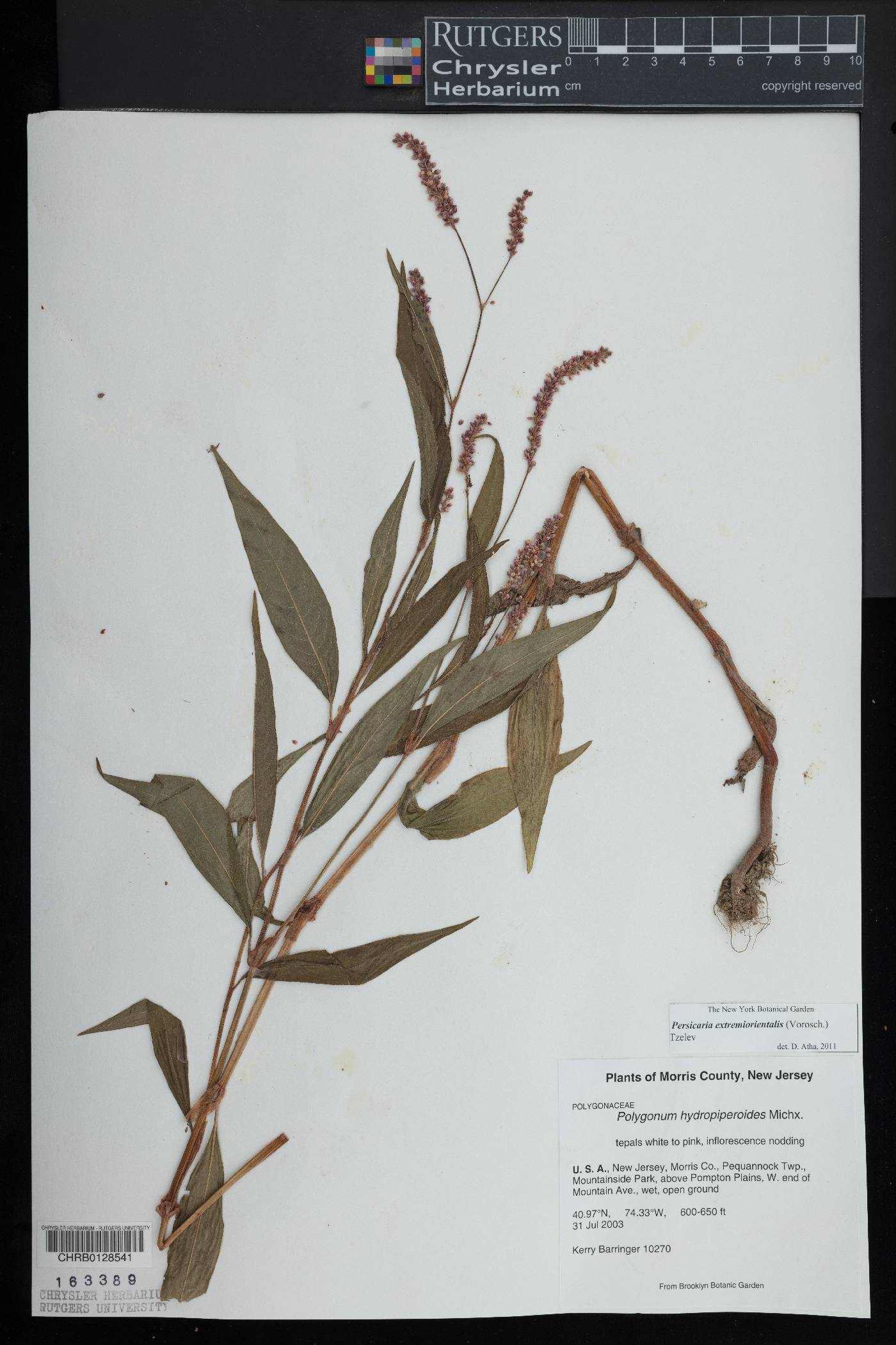 Persicaria extremiorientalis image