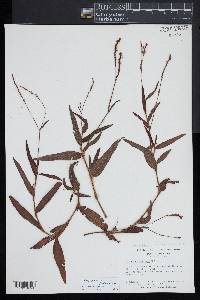 Persicaria glabra image