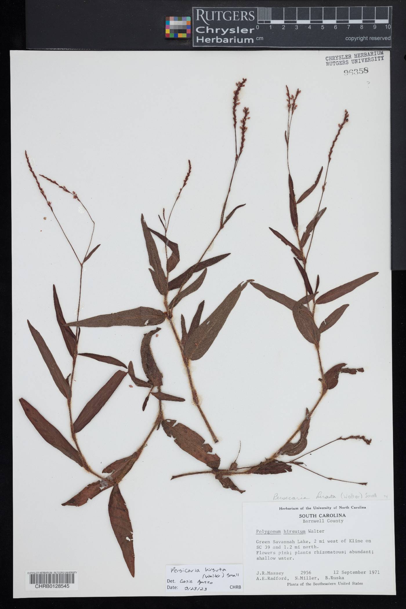 Persicaria glabra image