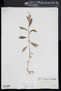 Persicaria hydropiper image