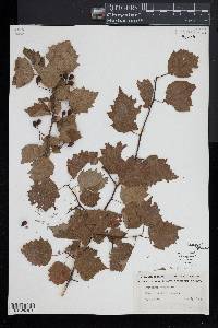 Crataegus coccinea image