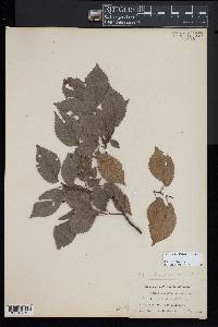 Ulmus x hollandica image