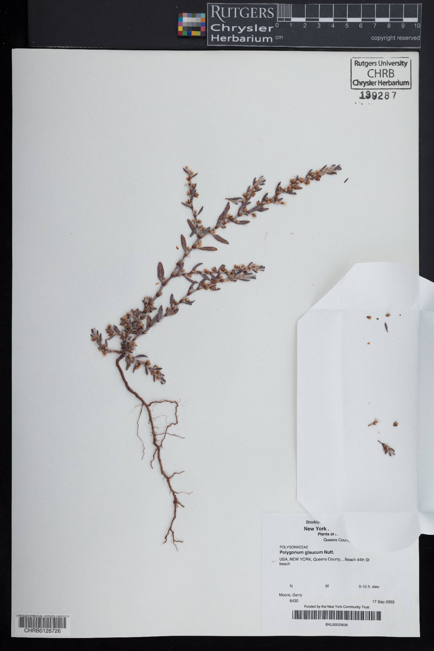 Polygonum glaucum image