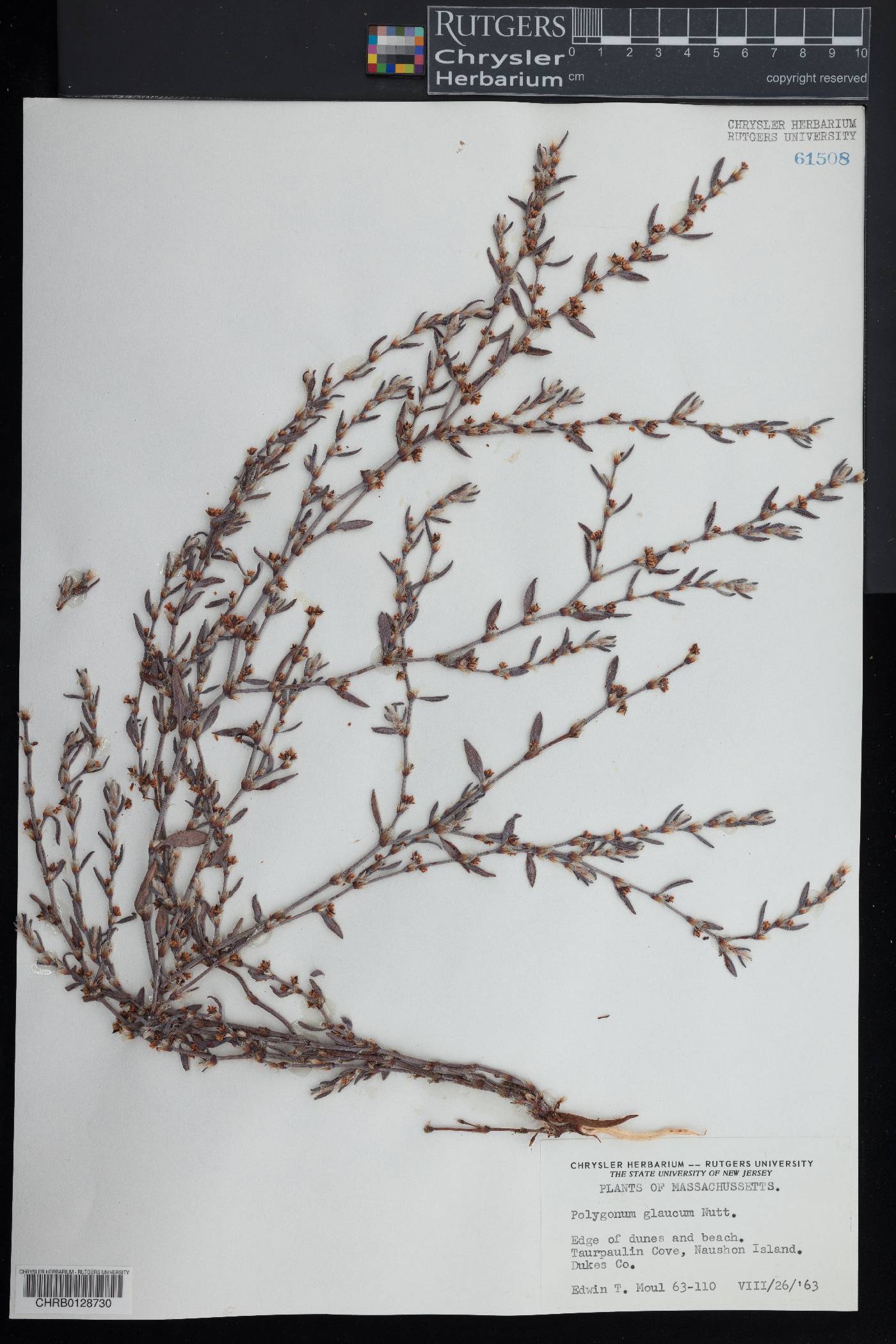 Polygonum glaucum image