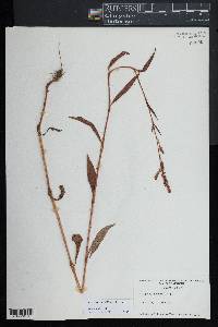 Persicaria careyi image