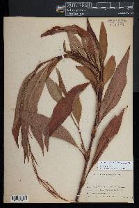 Persicaria glabra image