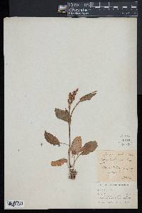 Rumex acetosa image