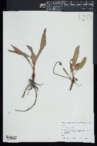 Rumex altissimus image