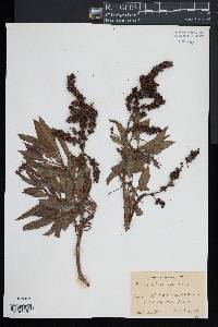 Rumex altissimus image