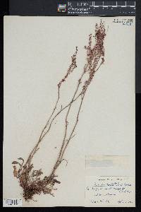 Rumex hastatulus image