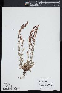 Rumex hastatulus image