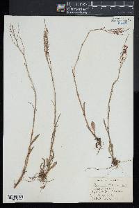 Rumex hastatulus image