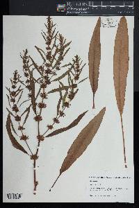 Rumex maritimus image