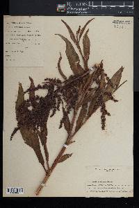 Rumex mexicanus image