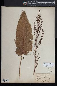 Rumex obtusifolius image