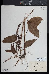 Rumex obtusifolius image