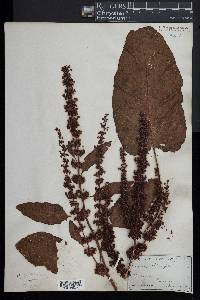 Rumex obtusifolius image