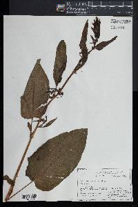 Rumex obtusifolius image