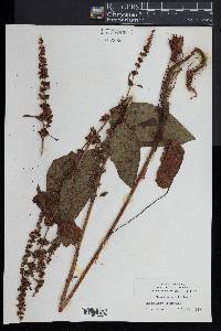 Rumex obtusifolius image