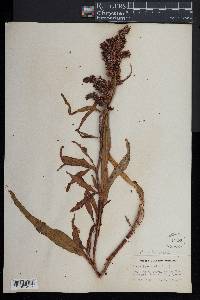 Rumex orbiculatus image