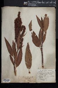 Rumex orbiculatus image