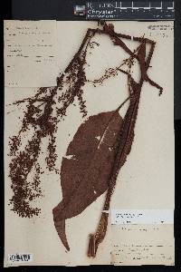 Rumex orbiculatus image