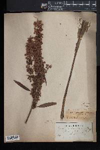 Rumex orbiculatus image