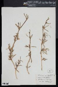 Sesuvium portulacastrum image