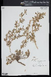 Sesuvium portulacastrum image