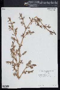 Sesuvium portulacastrum image