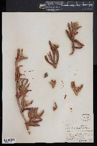 Mesembryanthemum aequilaterale image