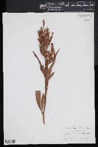 Rumex pallidus image