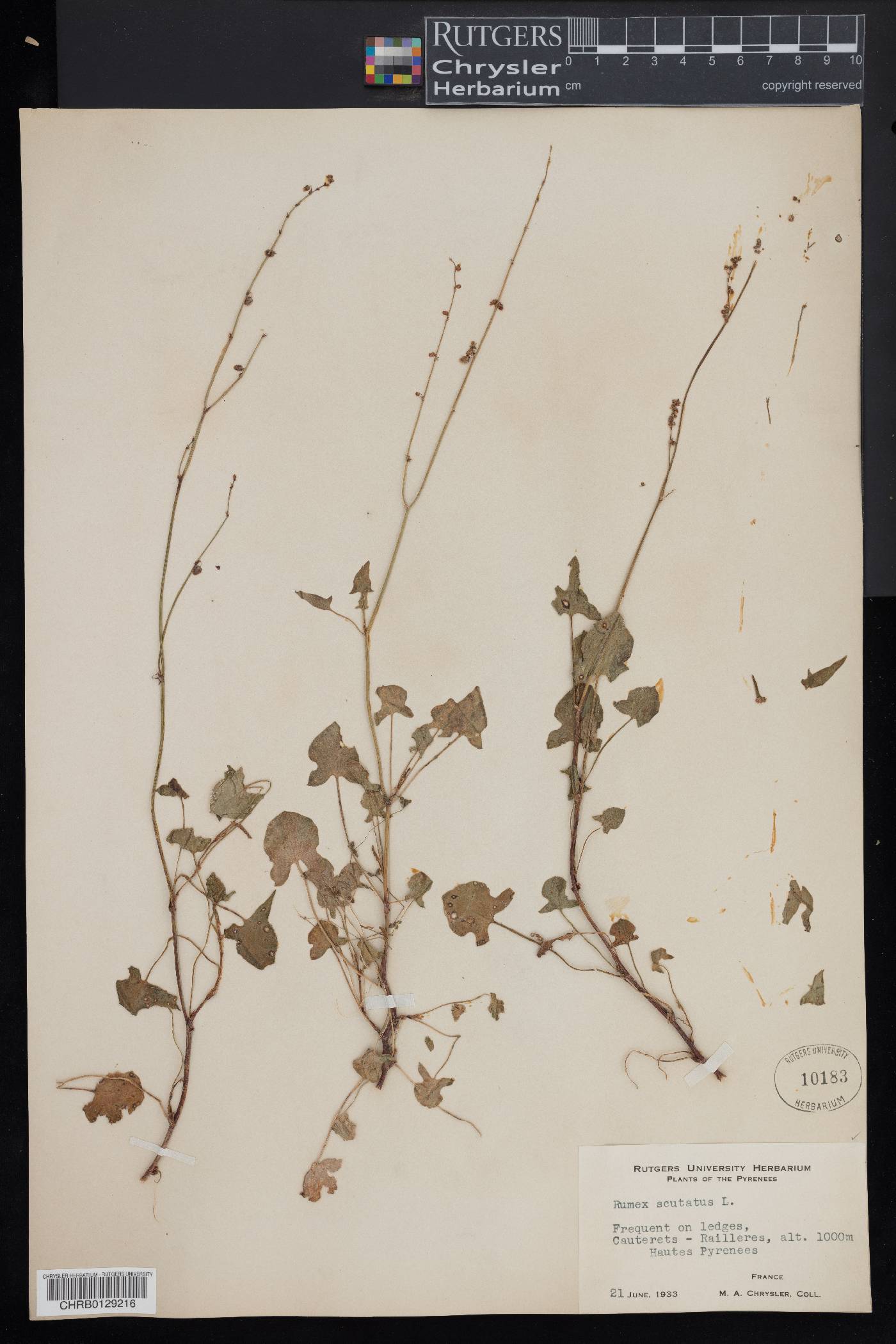 Rumex scutatus image