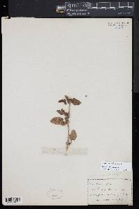 Image Associated With the Occurence