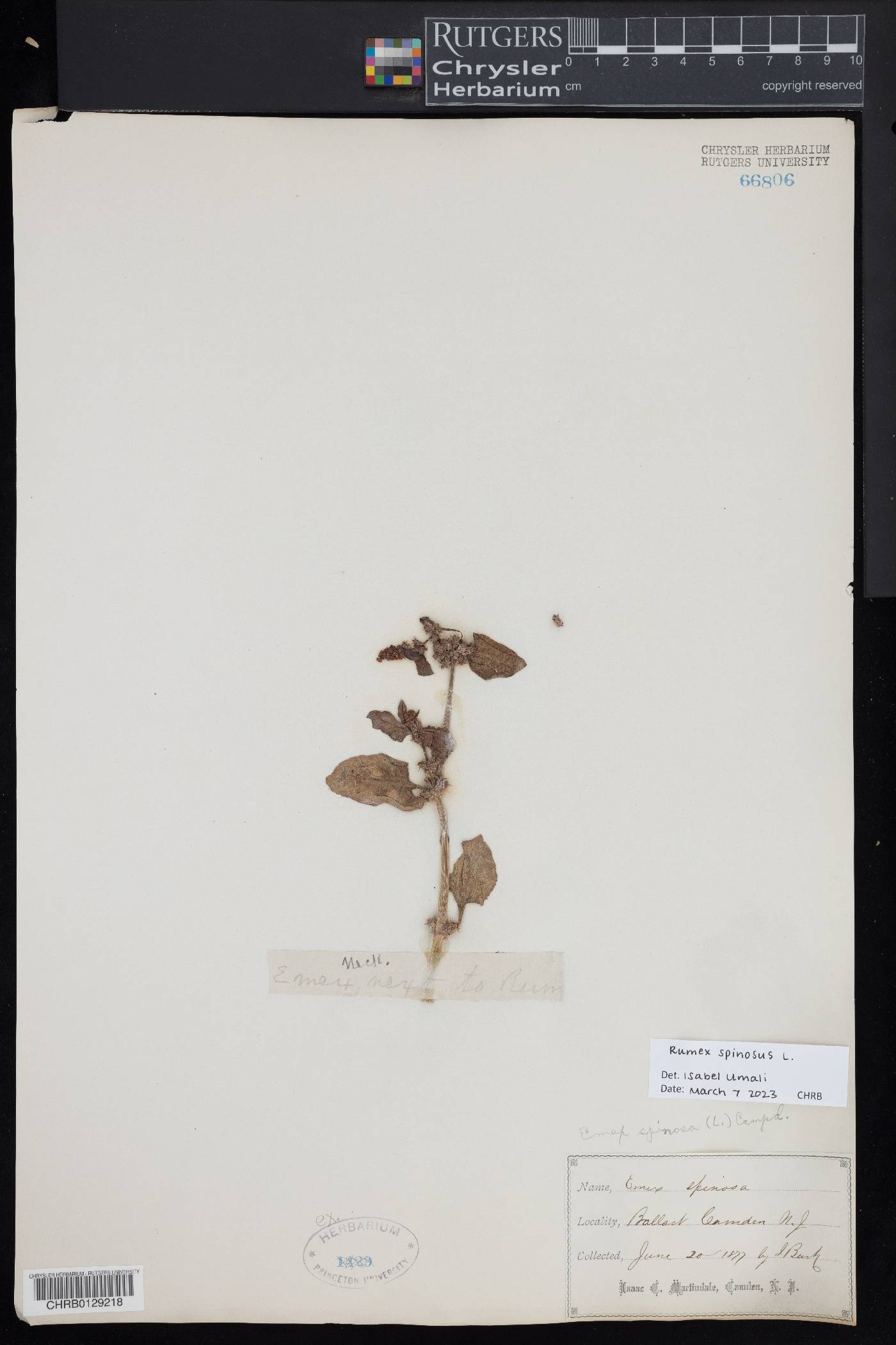 Rumex spinosus image