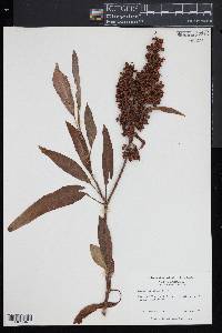 Rumex verticillatus image