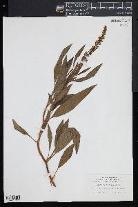 Rumex verticillatus image