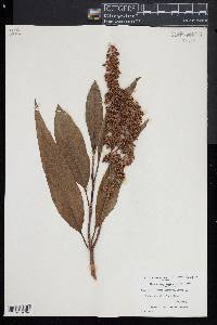 Rumex verticillatus image