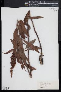 Rumex verticillatus image