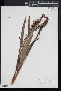 Rumex verticillatus image