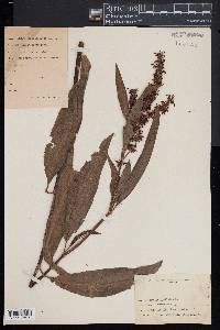 Rumex verticillatus image