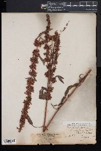 Rumex verticillatus image