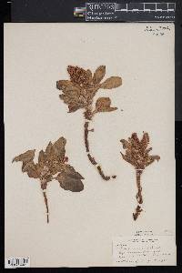 Rumex venosus image