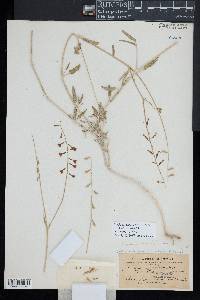 Anulocaulis annulatus image