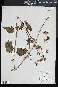 Mirabilis nyctaginea image