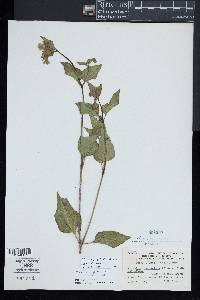 Mirabilis nyctaginea image